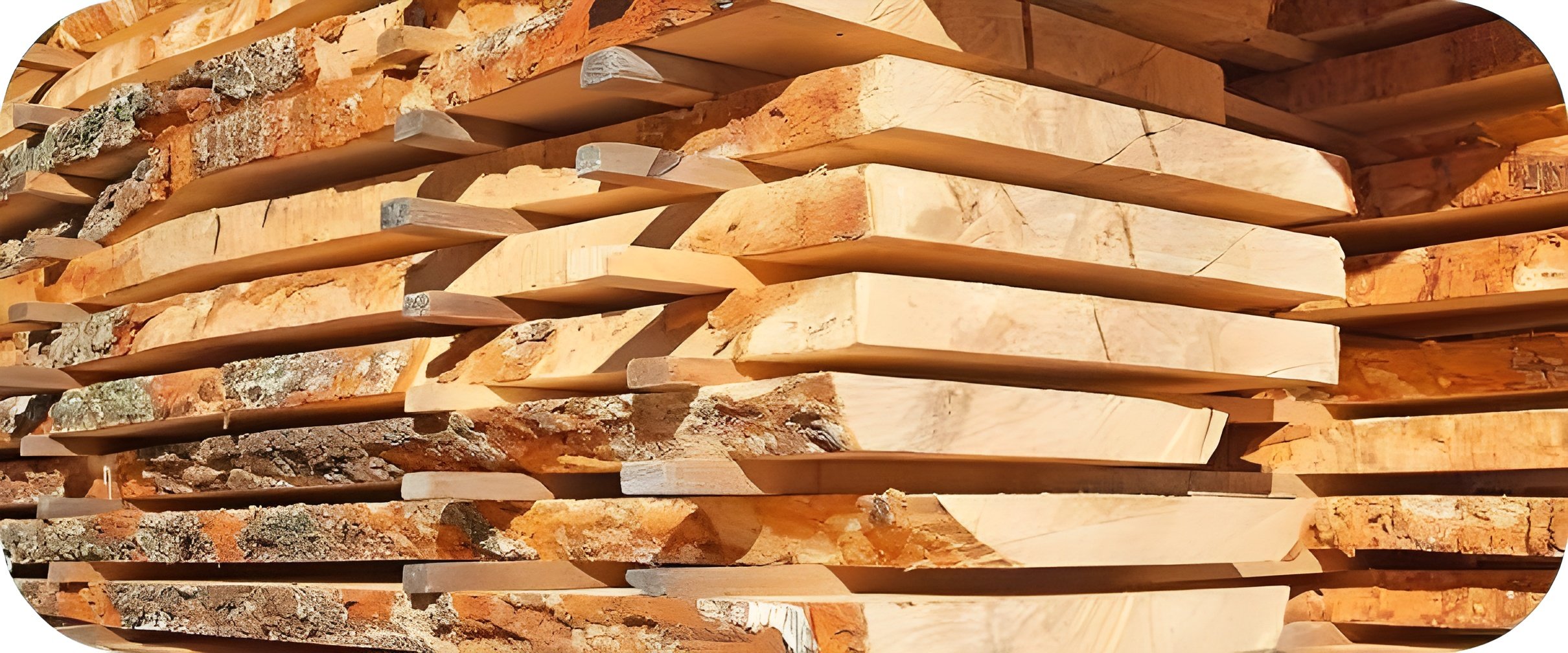 Premium Zirbenbrett - in allen Größen Naturkante und roh